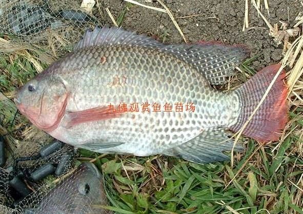海南觀賞魚養(yǎng)殖基地有哪些品種（海南觀賞魚養(yǎng)殖基地介紹）