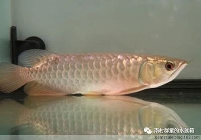 龍魚不正常的幾個狀態是什么樣的呢