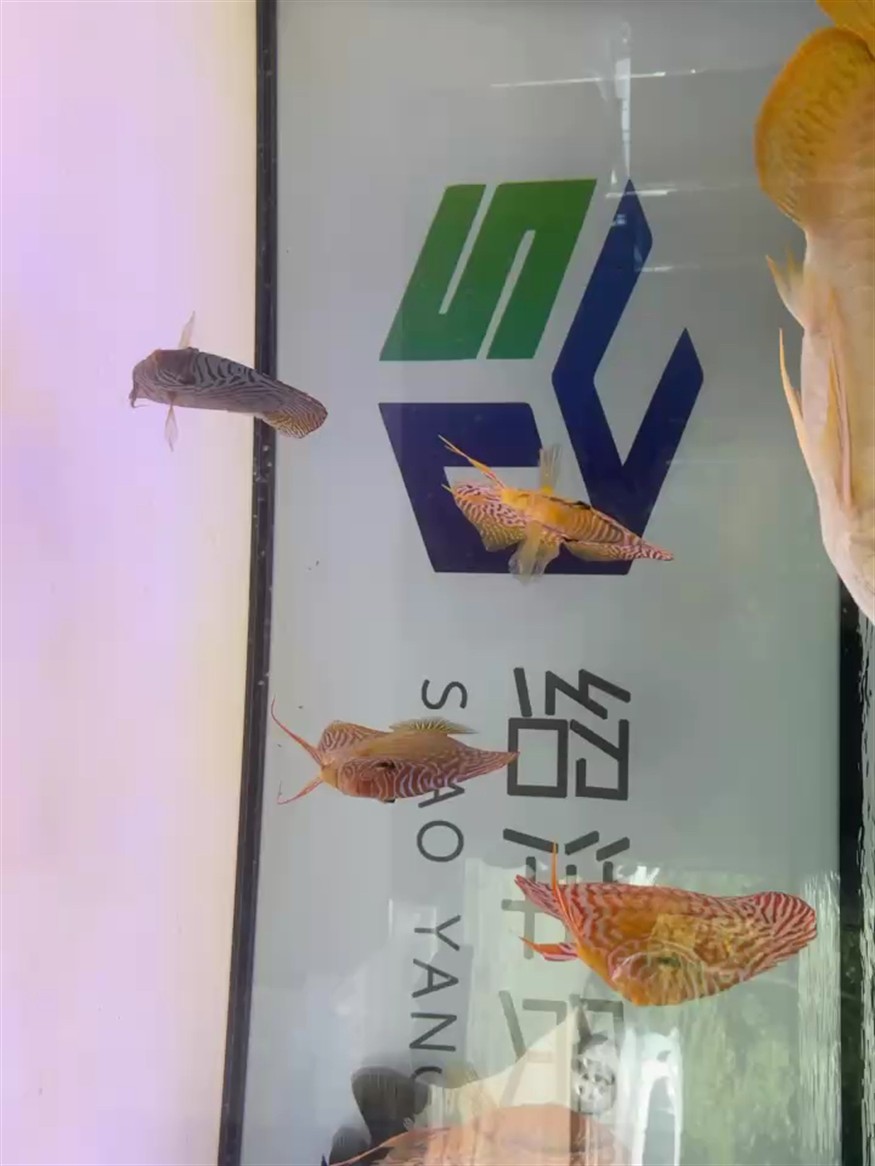 七彩神仙