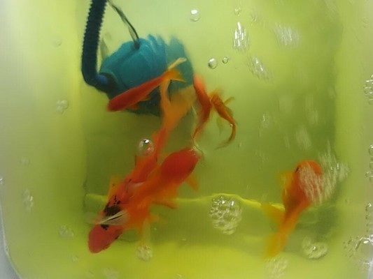 紅龍魚和虎魚混養(yǎng)好嗎圖片（紅龍魚和虎魚混養(yǎng)好嗎圖片大全）