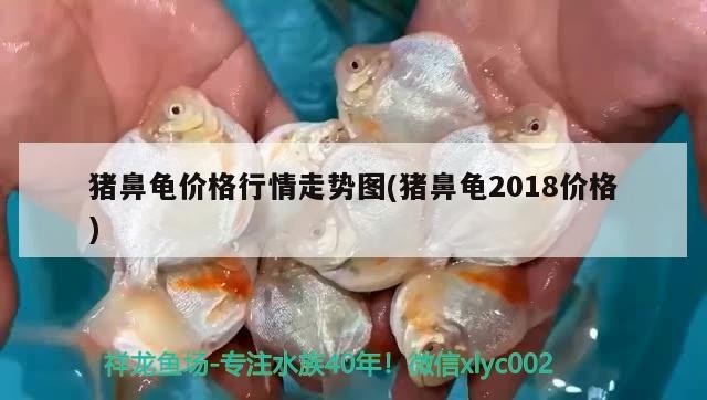 豬鼻龜價格行情走勢圖(豬鼻龜2018價格)