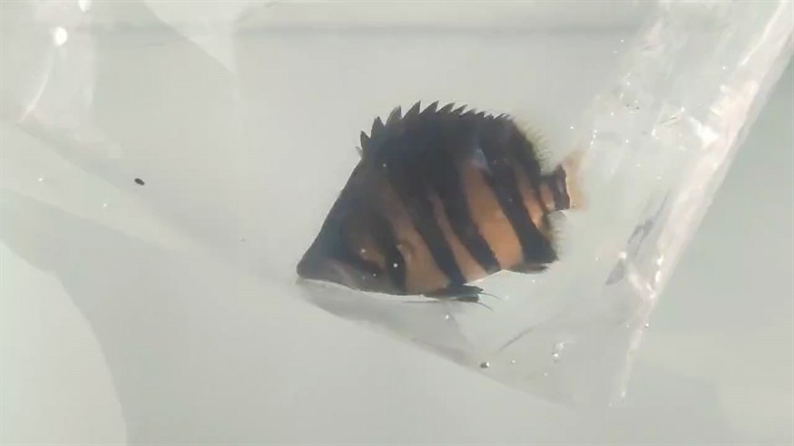 第二條極品小四紋到家