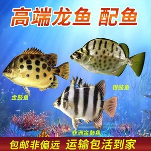 非洲金鼓魚百科（非洲金鼓魚是一種怎樣的魚類？）