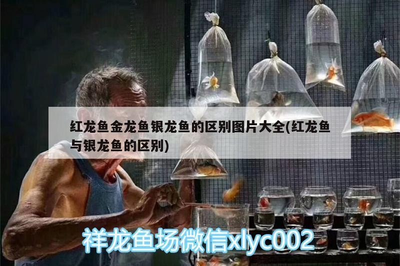 紅龍魚金龍魚銀龍魚的區(qū)別圖片大全(紅龍魚與銀龍魚的區(qū)別)