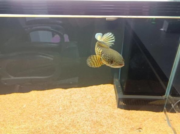 10厘米的魚要多大魚缸：10厘米的魚缸大小會因魚的種類和成長潛力而異