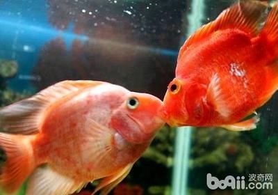 10厘米的魚要多大魚缸：10厘米的魚缸大小會因魚的種類和成長潛力而異
