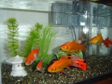 10厘米的魚要多大魚缸：10厘米的魚缸大小會因魚的種類和成長潛力而異