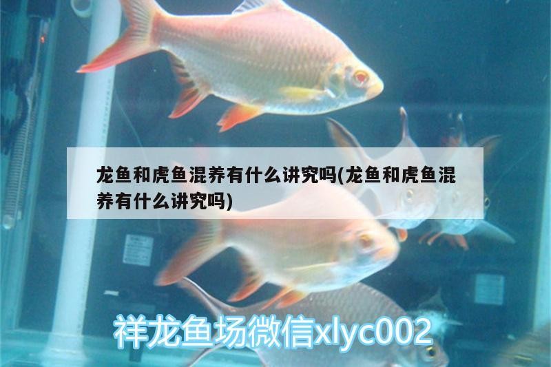 龍魚和虎魚混養有什么講究嗎(龍魚和虎魚混養有什么講究嗎)