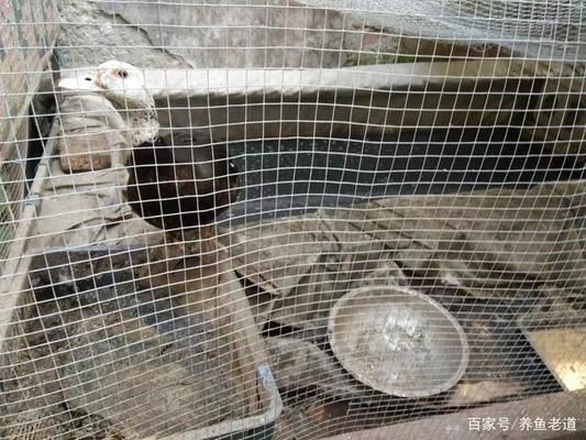 大魚缸金魚怎么養才能活得長久一些：養金魚最重要的是要掌握正確的飼養方法