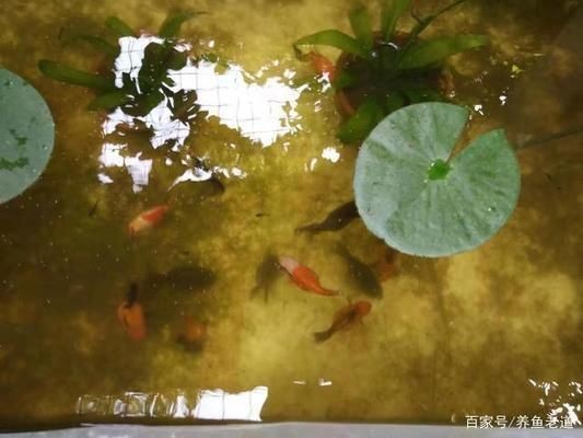大魚缸金魚怎么養才能活得長久一些：養金魚最重要的是要掌握正確的飼養方法
