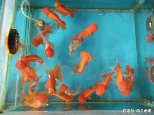 大魚缸金魚怎么養才能活得長久一些：養金魚最重要的是要掌握正確的飼養方法