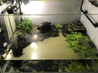 1.2米魚缸養什么龜：1.2米魚缸養什么龜缸適合養什么龜缸養什么龜
