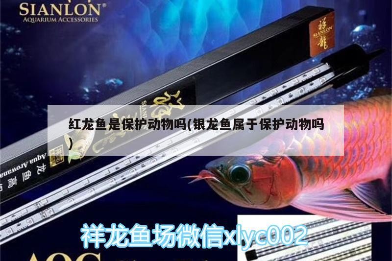 鸚鵡魚和銀龍魚混養怎樣喂食 紅龍魚是保護動物嗎(銀龍魚屬于保護動物嗎) 銀龍魚百科 紅龍魚是保護動物嗎(銀龍魚屬于保護動物嗎) 紅龍魚是保護動物嗎(銀龍魚屬于保護動物嗎) 銀龍魚百科
