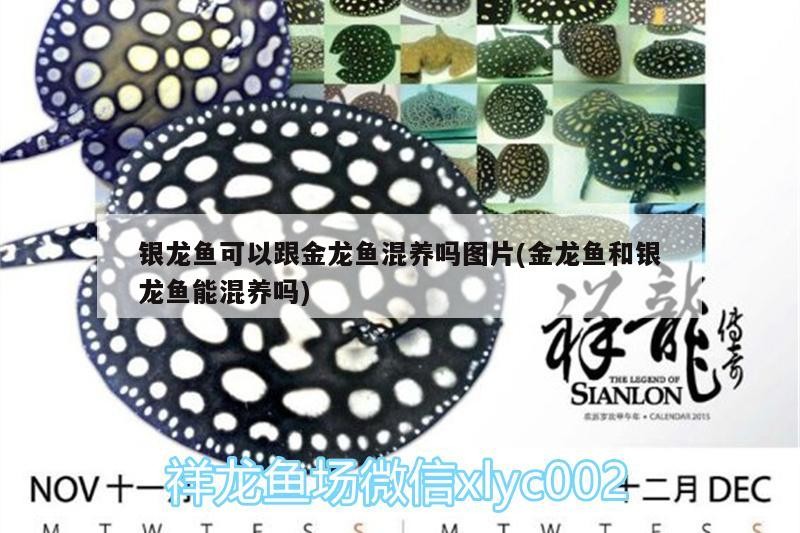 銀龍魚可以跟金龍魚混養嗎圖片(金龍魚和銀龍魚能混養嗎)