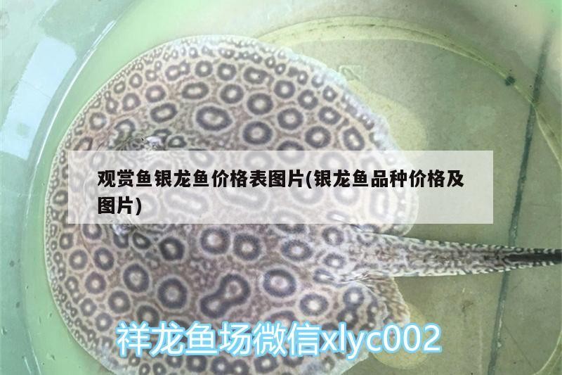 觀賞魚銀龍魚價格表圖片(銀龍魚品種價格及圖片)