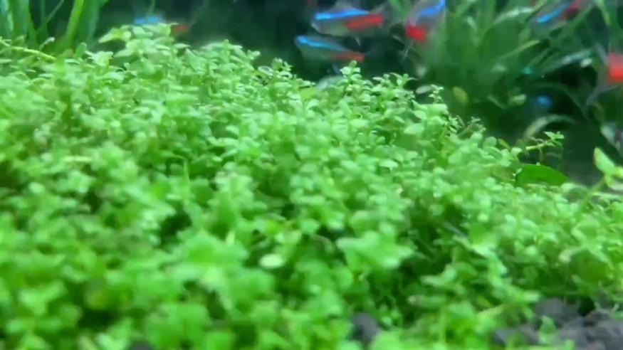 喂喂魚，發發呆！