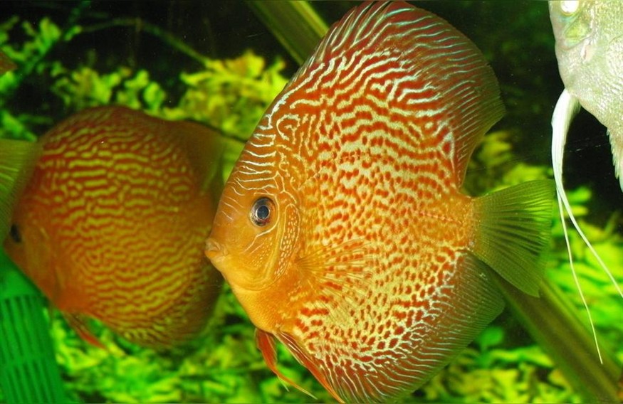 血紅龍魚:魚缸最好養的魚是什么魚最貴