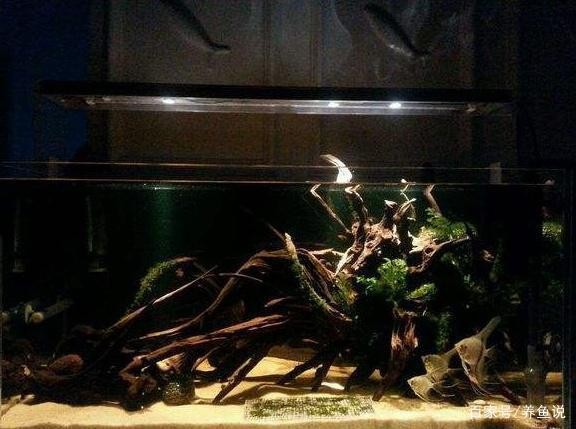 沙依巴克區(qū)南昌路明珠花市洋洋水族館