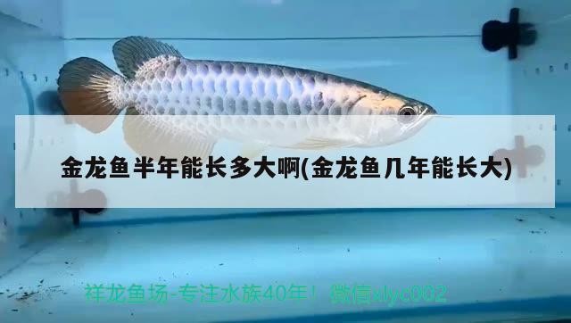 魚缸里放水草泥就能免換水嗎 （水草泥上面鋪一層河沙可以養好水草嗎）