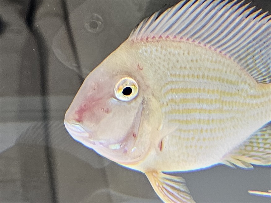 什么魚吃螺卵又不傷魚，什么魚吃螺卵又不傷魚，小精靈魚吃螺卵不傷魚，小精靈魚 什么魚吃螺卵又不傷魚，什么魚吃螺卵又不傷魚，小精靈魚吃螺卵不傷魚，小精靈魚 龍魚百科 第1張