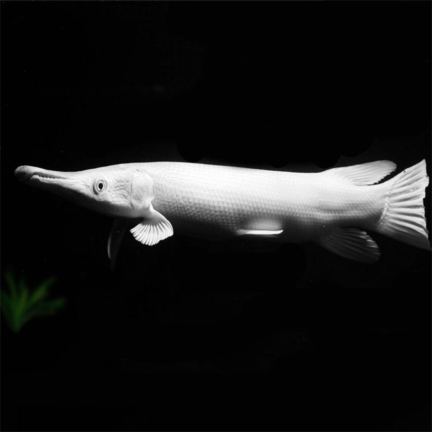 問問大家孔雀魚苗什么容器養？