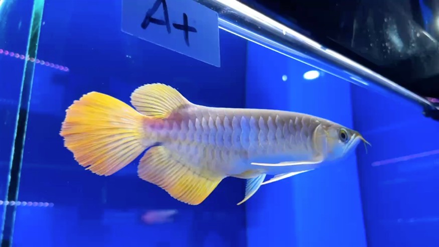 圣塔倫大湖魚 前鰭過腹自然下掛 大鰭大尾 七鰭舒展 尺寸27/28 圣塔倫大湖魚 前鰭過腹自然下掛 大鰭大尾 七鰭舒展 尺寸27/28
