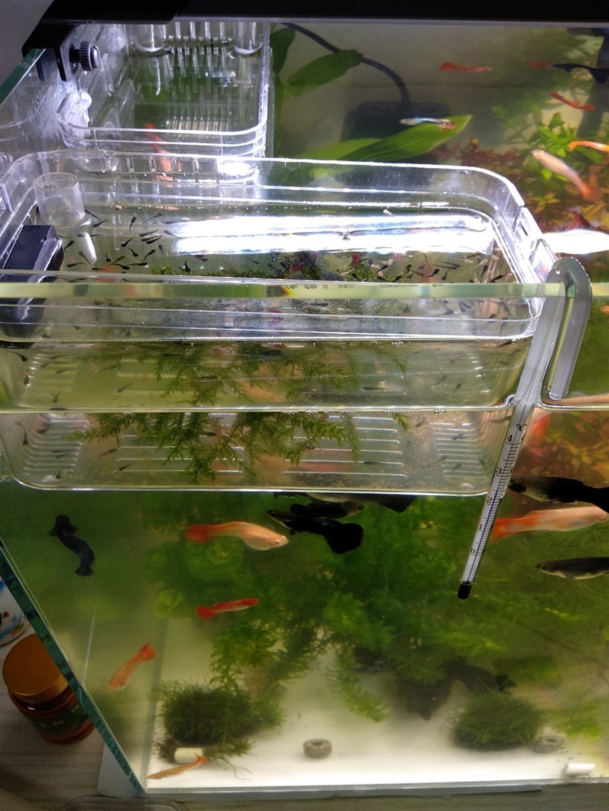 問問大家孔雀魚苗什么容器養？