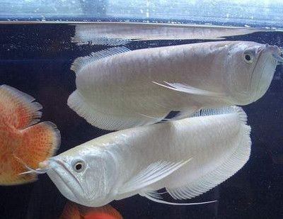 觀賞魚小白魚是什么魚類（小白魚的養殖技巧）