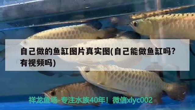 自己做的魚缸圖片真實圖(自己能做魚缸嗎?有視頻嗎)