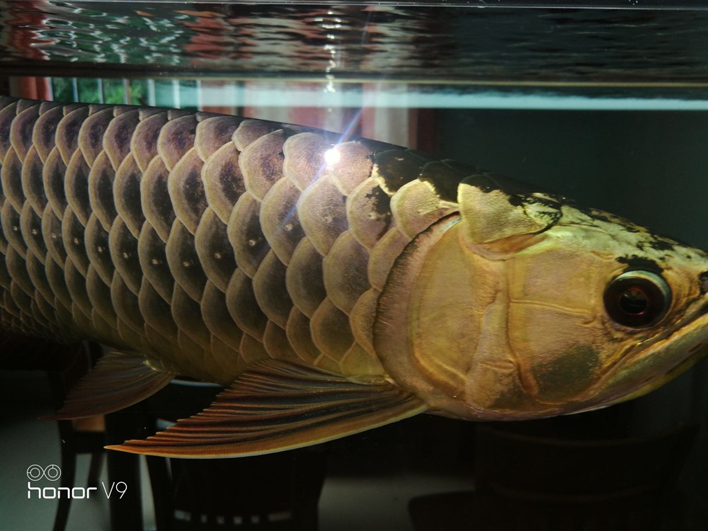 各位魚友想混養求鑒定是公是母謝謝