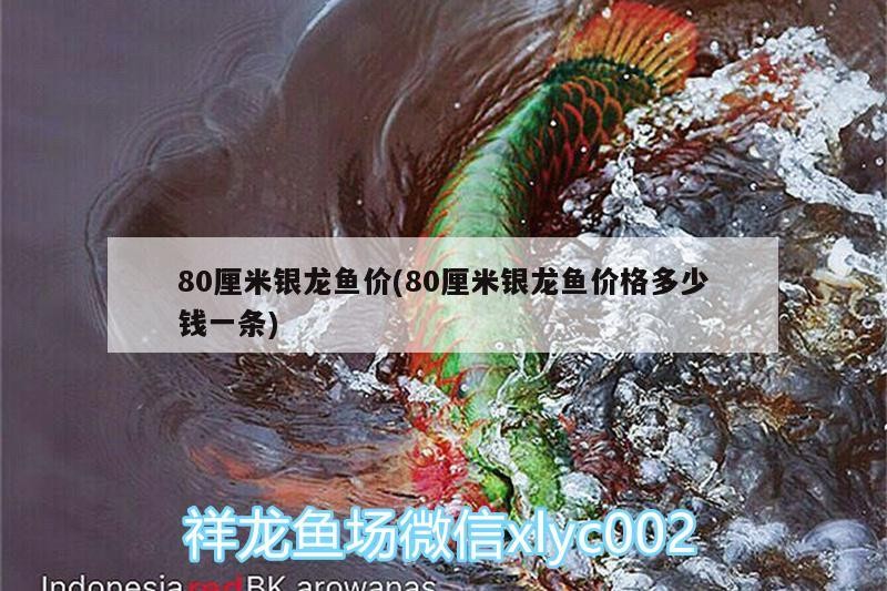 80厘米銀龍魚價(80厘米銀龍魚價格多少錢一條)