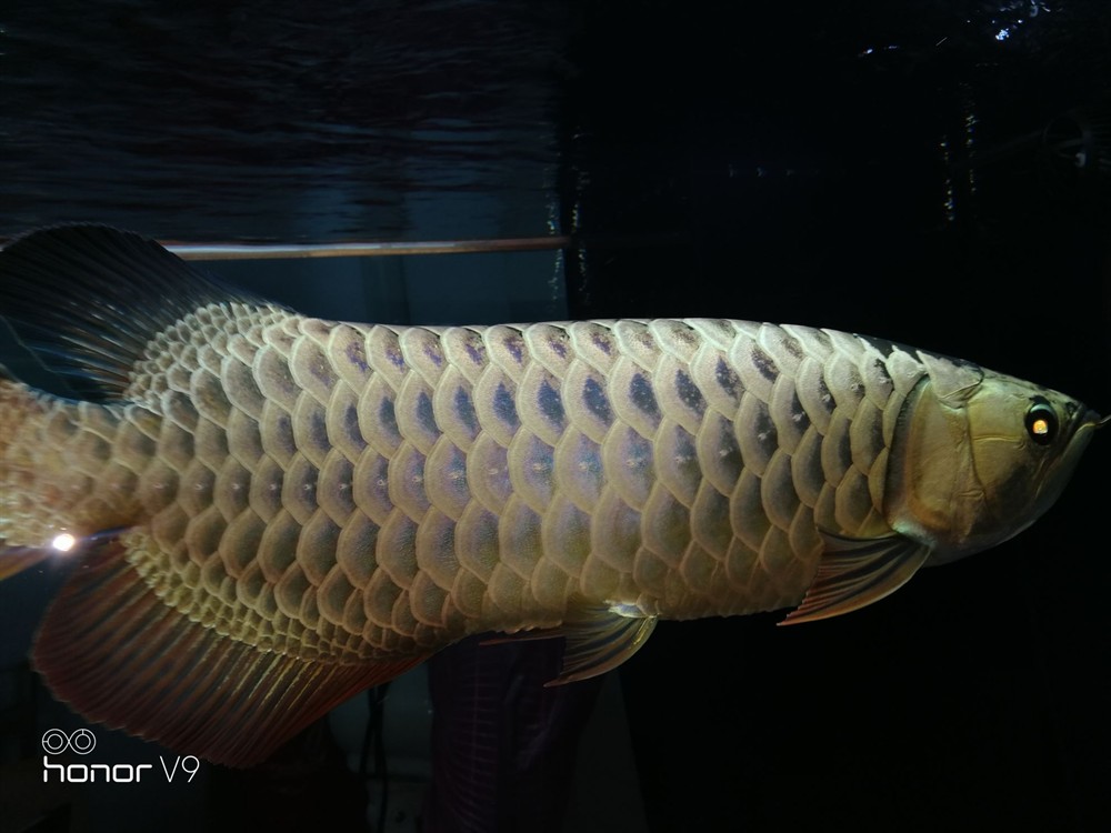 各位魚友想混養求鑒定是公是母謝謝