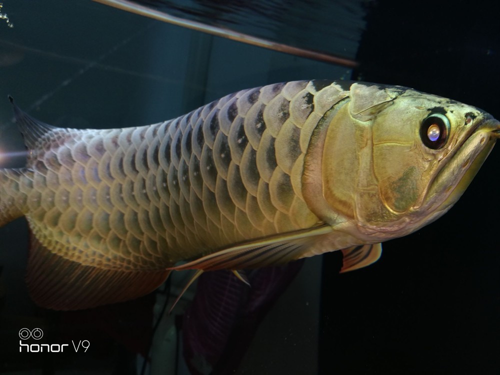 各位魚友想混養求鑒定是公是母謝謝