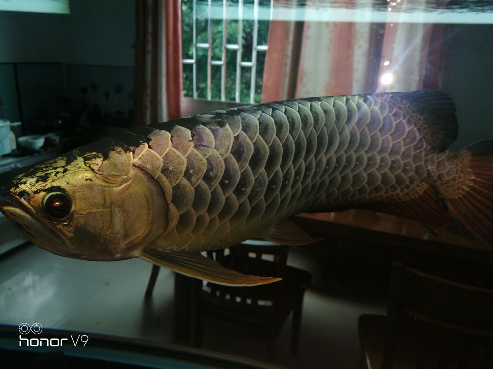 各位魚友想混養求鑒定是公是母謝謝