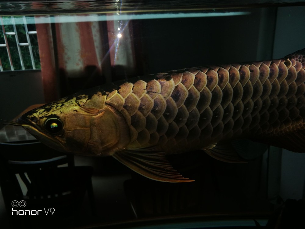 各位魚友想混養求鑒定是公是母謝謝