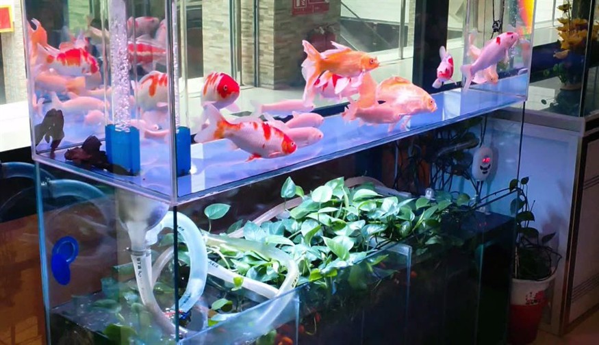 愛上魚魚缸是品牌嗎：愛上魚魚缸是一個存在的品牌嗎？