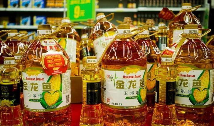 紅龍魚幼魚飼養(yǎng)技巧視頻（紅龍魚幼魚飼養(yǎng)技巧視頻教程）