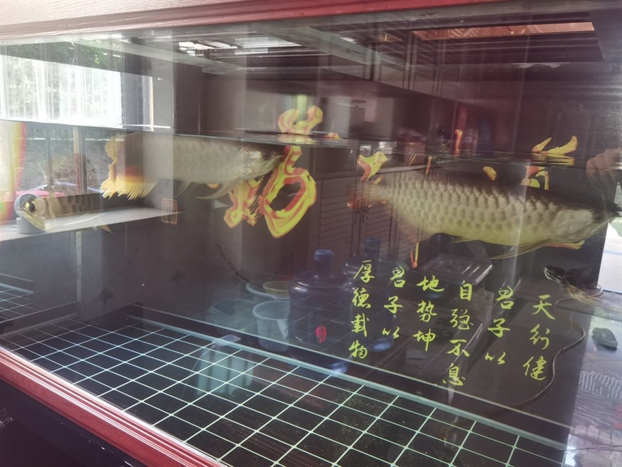 四十公分銀龍魚的價格(三十公分銀龍魚多少錢)