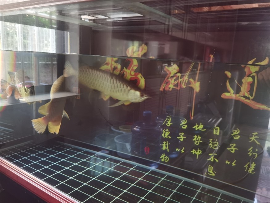 四十公分銀龍魚的價格(三十公分銀龍魚多少錢)