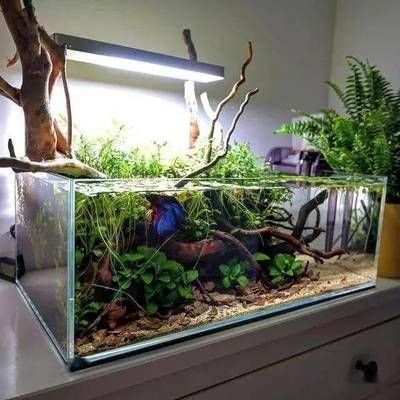 斗魚缸造景視頻：泰國斗魚缸造景教程