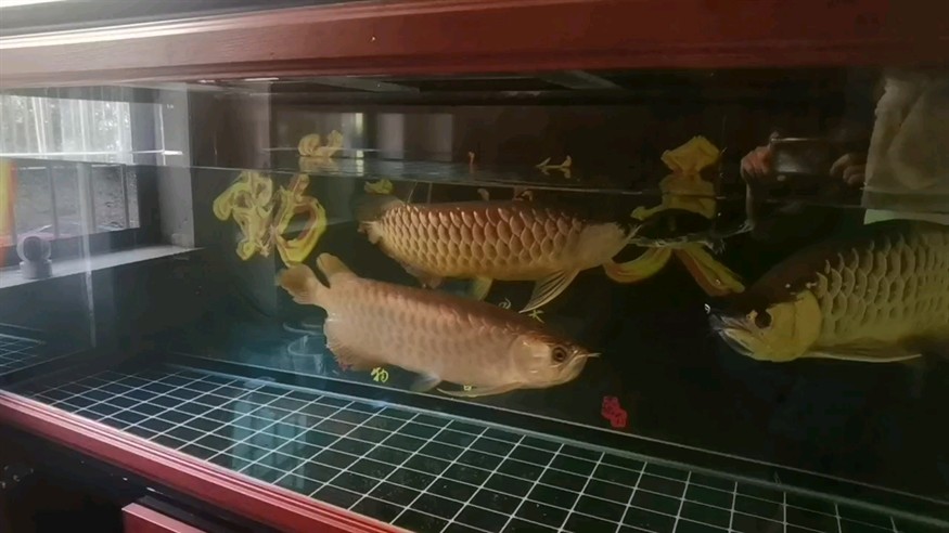 如何聯(lián)系重慶金龍魚經(jīng)銷商，如何聯(lián)系重慶金龍魚經(jīng)銷商？