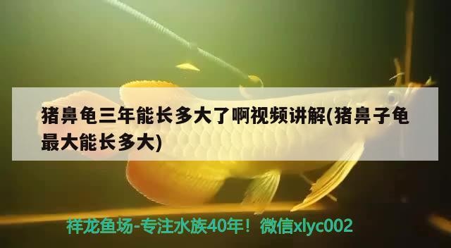 豬鼻龜三年能長多大了啊視頻講解(豬鼻子龜最大能長多大)