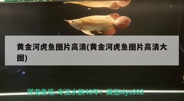 黃金河虎魚圖片高清(黃金河虎魚圖片高清大圖)