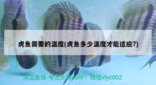 虎魚(yú)需要的溫度(虎魚(yú)多少溫度才能適應(yīng)?)