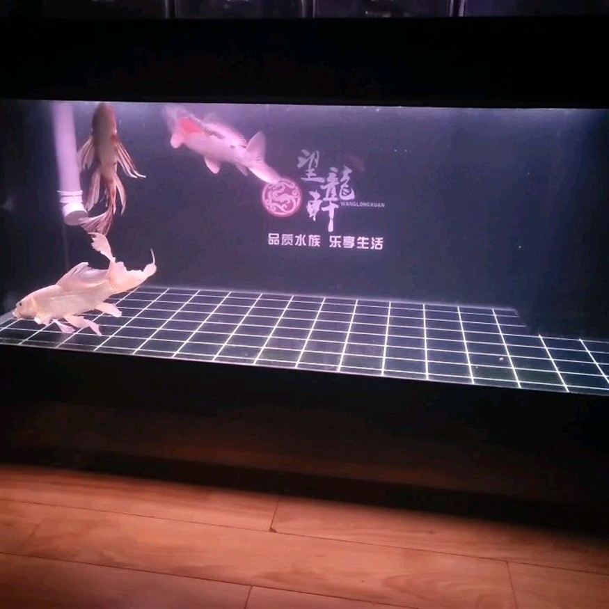 冬天室外魚缸養錦鯉：冬天室外魚缸養錦鯉需要密切關注水溫和水質管理和防凍措施等因素