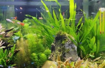 北方魚缸水草怎么養(yǎng)殖視頻：北方魚缸水草養(yǎng)殖文字教程