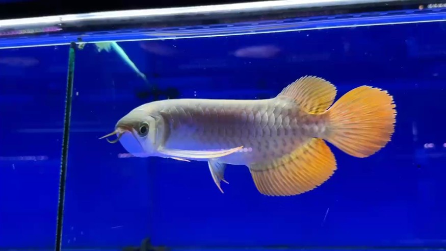 圣塔倫大湖魚 尺寸27/28 前鰭自然下掛 七鰭舒展 超大蒲扇尾