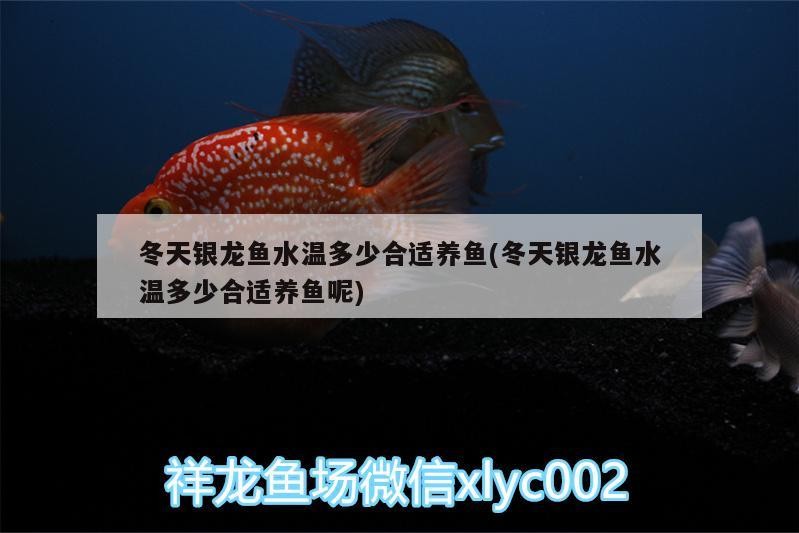 冬天銀龍魚水溫多少合適養魚(冬天銀龍魚水溫多少合適養魚呢)