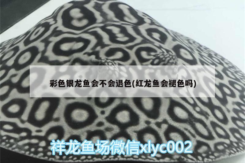 彩色銀龍魚會不會退色(紅龍魚會褪色嗎)