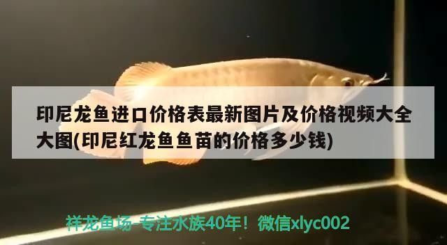 印尼龍魚進口價格表最新圖片及價格視頻大全大圖(印尼紅龍魚魚苗的價格多少錢)